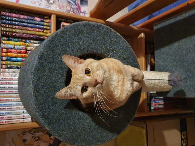 Donne Chat Male Marron/blanc