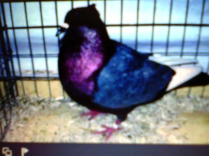 Un éleveur amateur passionné vous propose de Magnifiques Pigeons élevés en volières extérieures