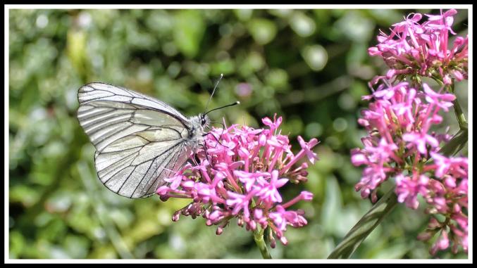 Capsules cafés machine vertuo