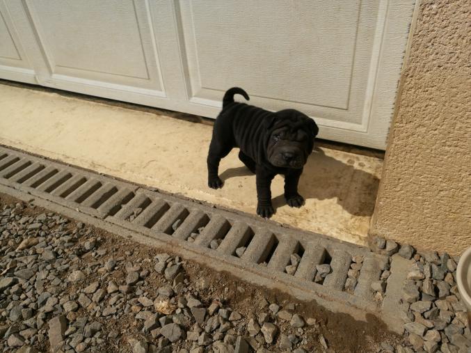 A vendre 6 chiots d'apparence shar pei