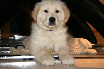 Chiot golden retriever male