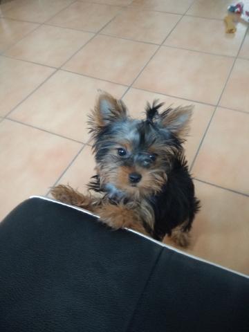 Chiot yorkshire terrier