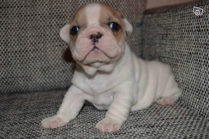 Chiots bouledogue français LOF pour noel