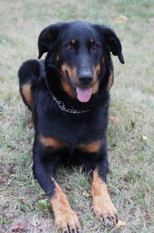 Chiots Berger de Beauce Lof