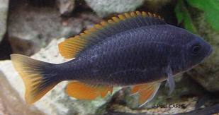 Copadichromis borleyi