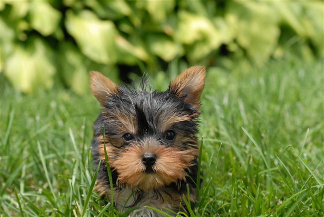 Yorkshire Terrier de pure race car avec le pedigrée
