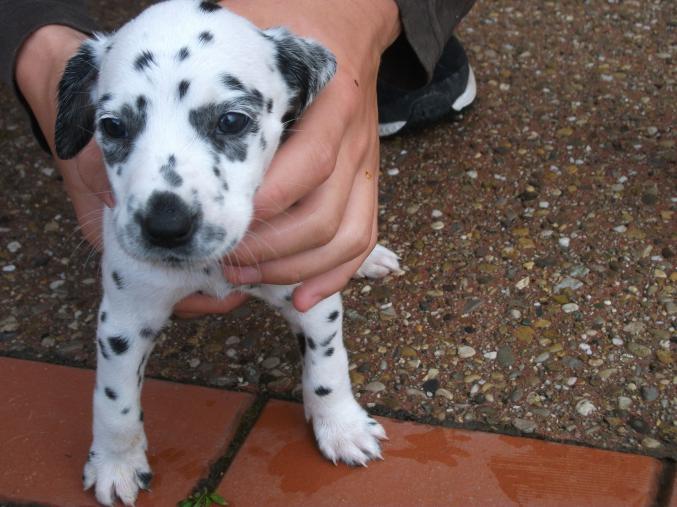 9 chiots dalmatiens