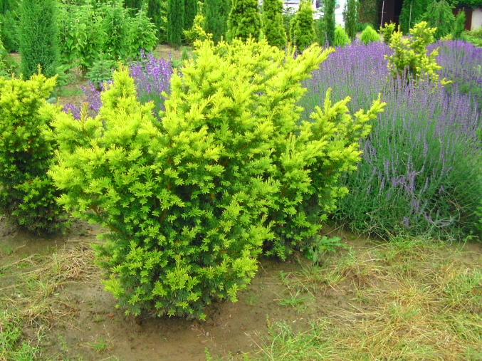 CONIFERES  d' ORNEMENT