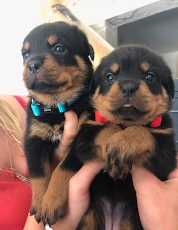Chiots rottweiler