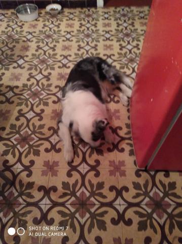 Garde d'animaux a domicile