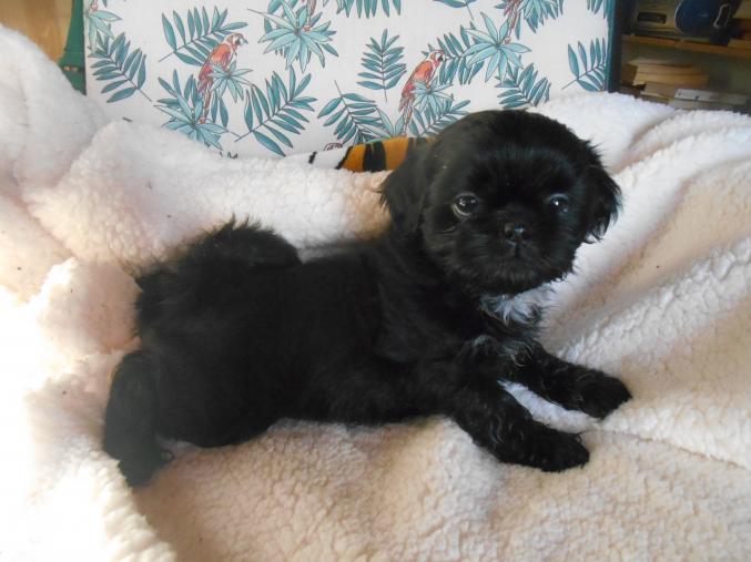 Chiots SHIH TZU à réserver