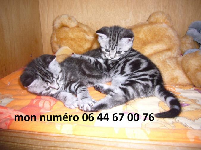 Donne 2 petits chatons