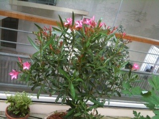 Duplex de charme centre ville historique