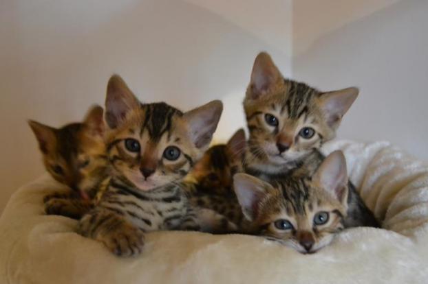 Chatons bengal a réserver 