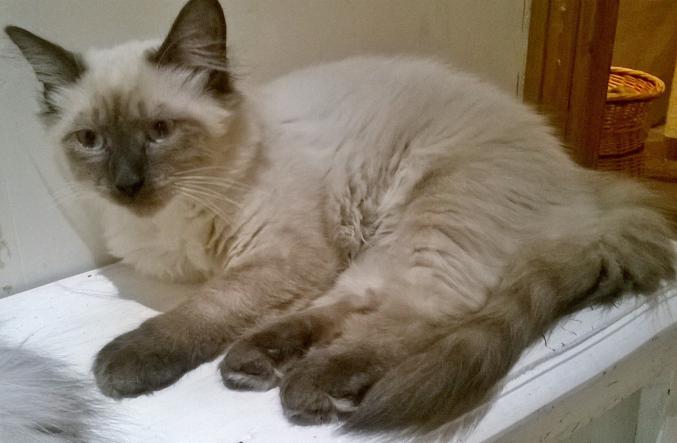 Chatons sibériens Neva masquerade lood