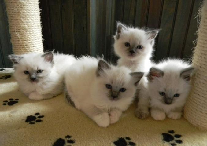Splendide chatons type sacré de Birmanie non lof