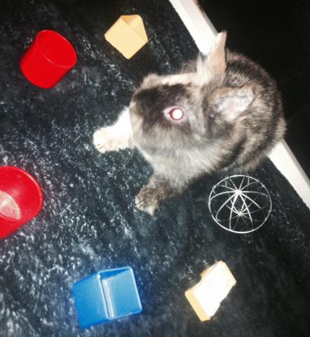 Garde de lapins toute l'année