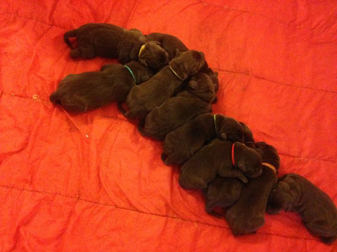 Vends Chiots Labrador Chocolat LOF – 900 €