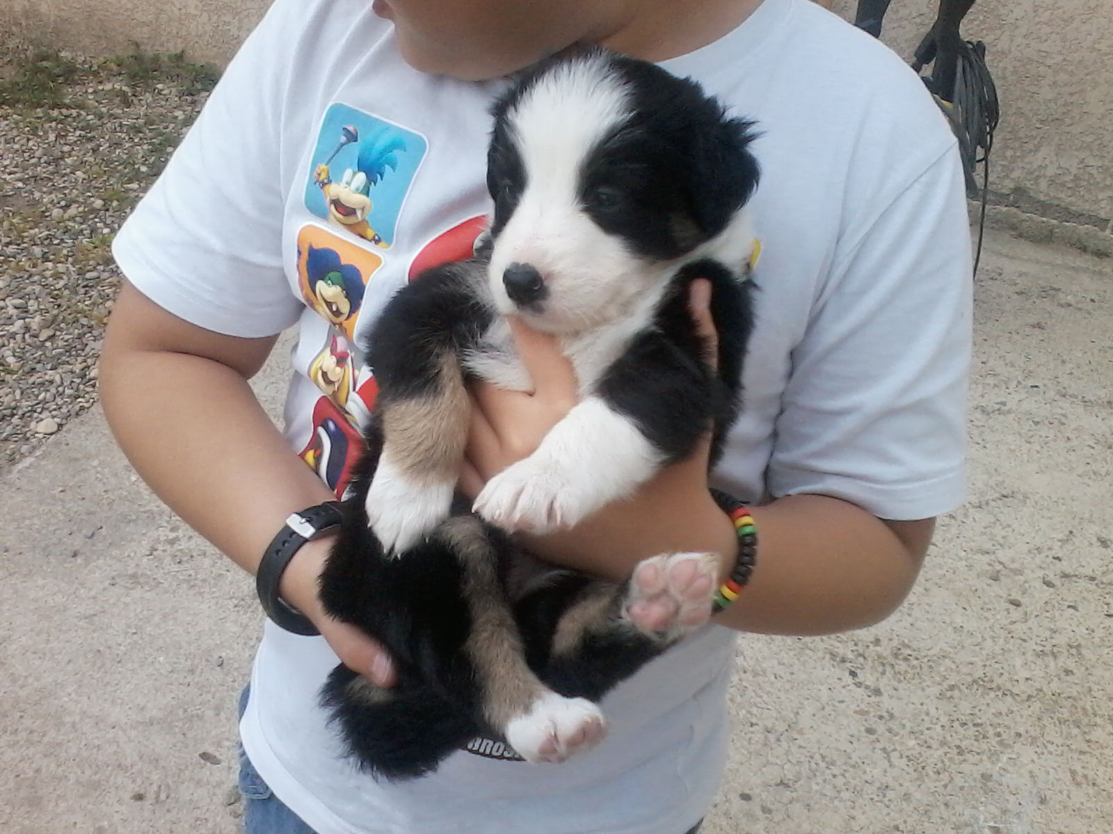 Chiots border collie