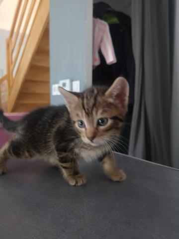 Donne un chaton mâle 1mois/2