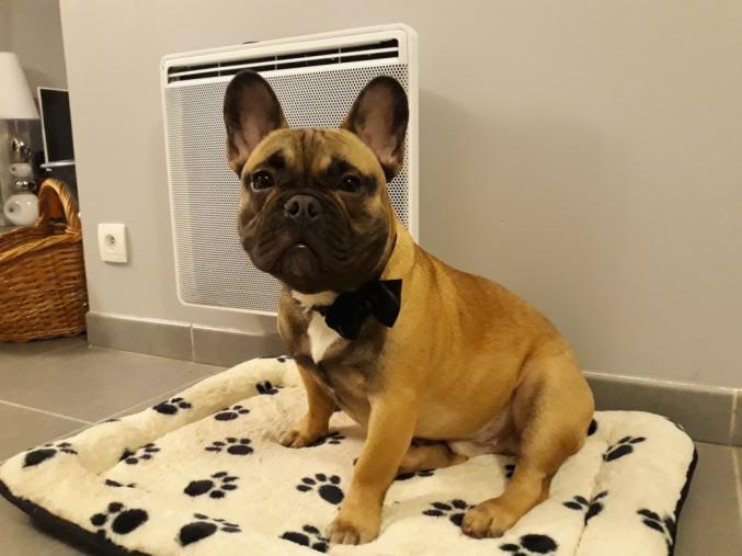 Saillie bouledogue francais