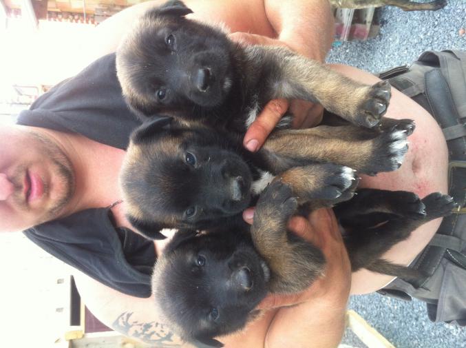 Chiot malinois pure race