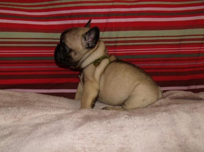 Jerry Jolie Chiot de type bouledogue français male