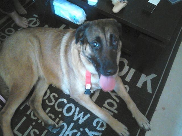 Chien berger allemand croisé malinois