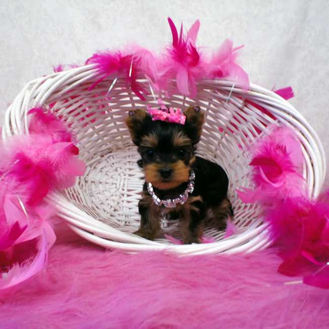 Mini chiots Yorkshire terrier pour adoption