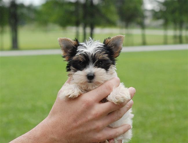 Yorkshire Terrier de pure race car avec le pedigrée