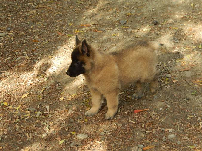 CHIOTS BERGER BELGE TERVUEREN