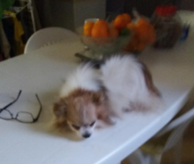 Donne chihuahua mâle