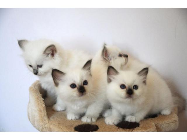 À donner 5 adorables Sacre de Birmanie