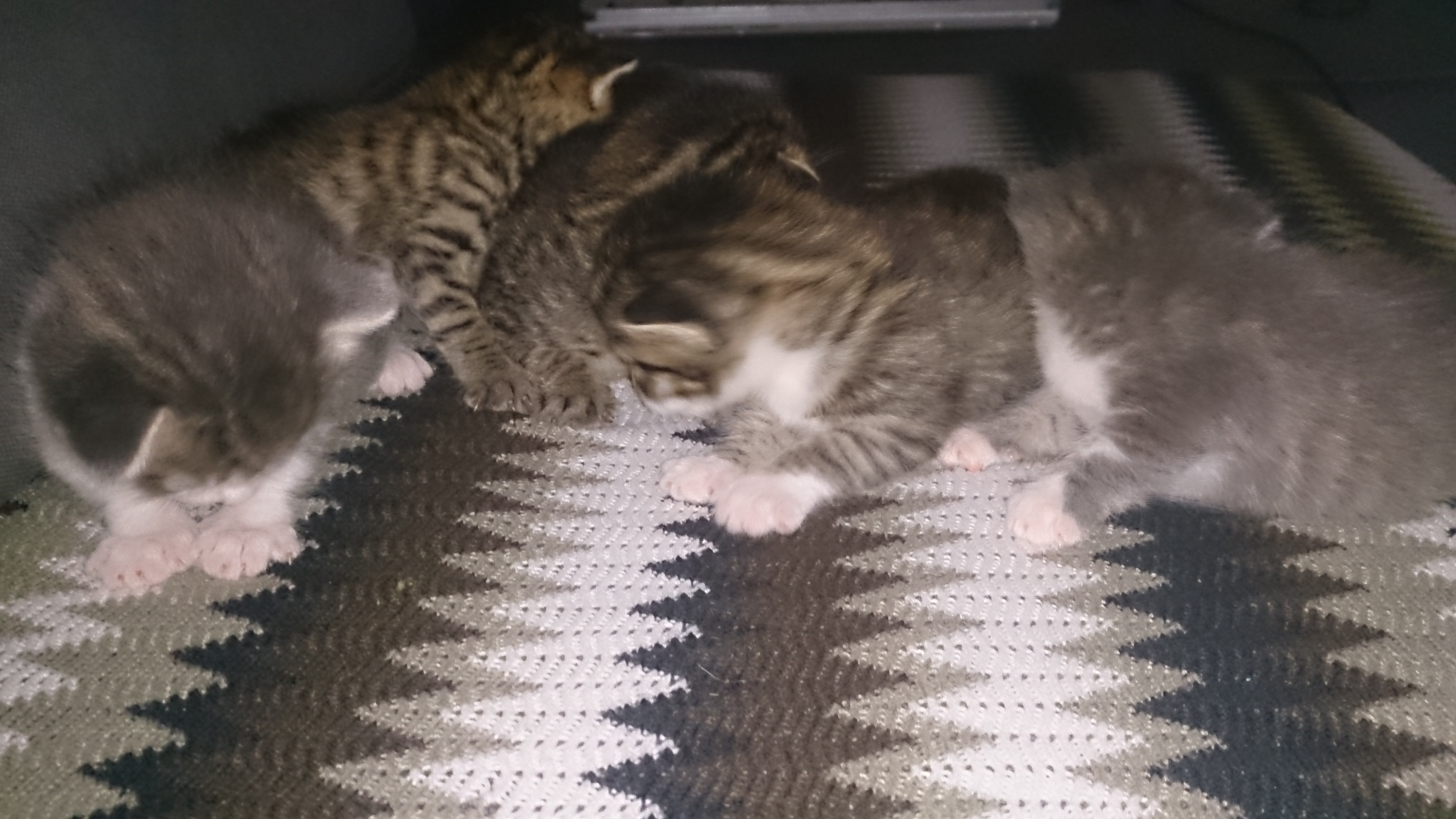 Adorables chatons tigrés