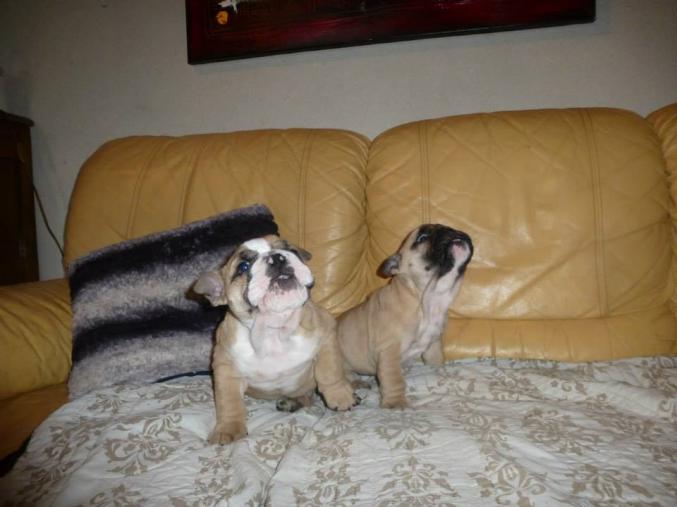 Chiot bouledogue Français à donner