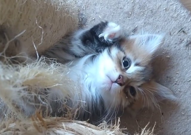 5 chatons sibériens