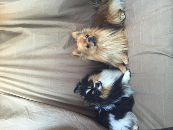 A réserver chiots Spitz 