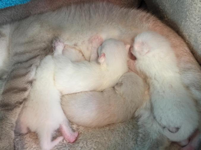 Adorables chaton à vendre