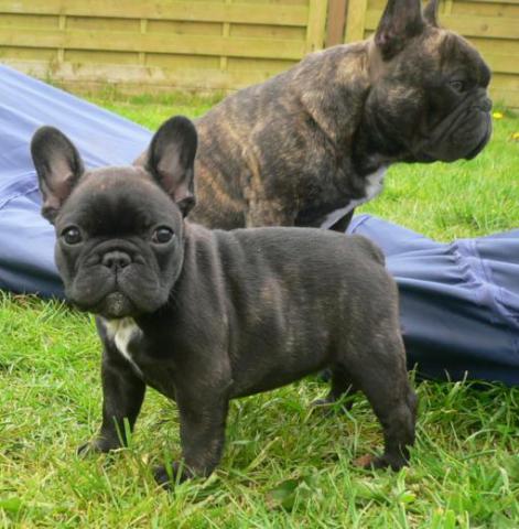 Beaux chiots bouledogue français