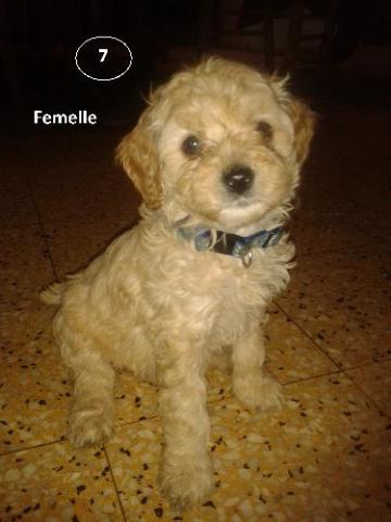 Chiots type caniche nains