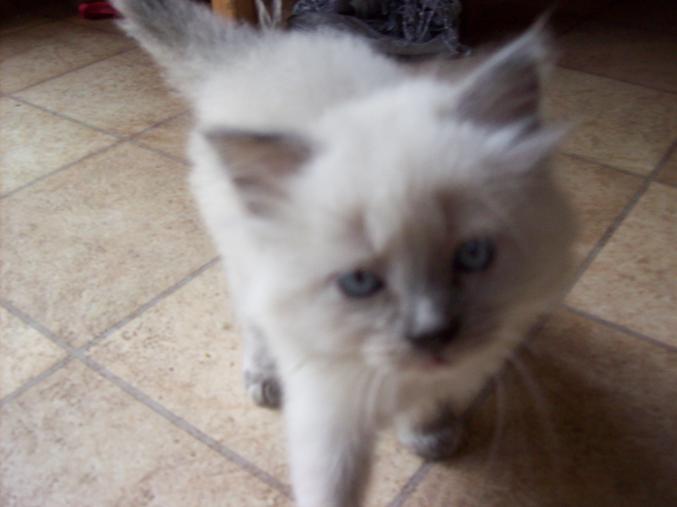 Chaton type sacré birmanie