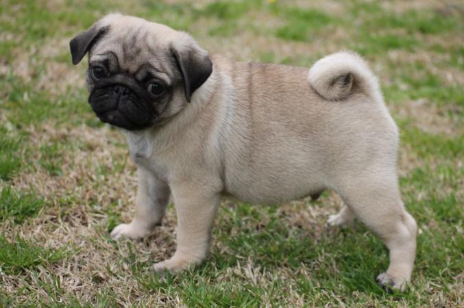 Adorable Chiots Carlin LOF