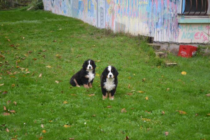 Chiot type bouvier bernois 