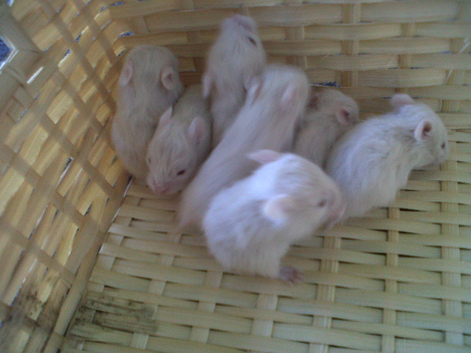 Don d'hamsters