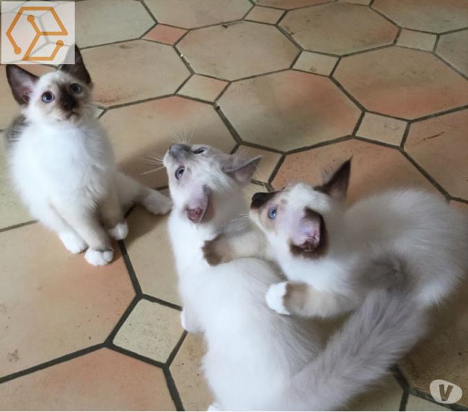 CHATONS SACRE DE BIRMANIE LOOF DISPONIBLES 