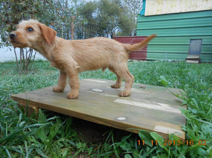 Chiot Basset Fauve de Bretagne LOF
