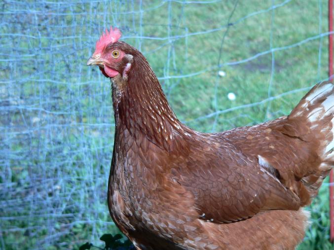 Poules pondeuses "PLEIN AIR"