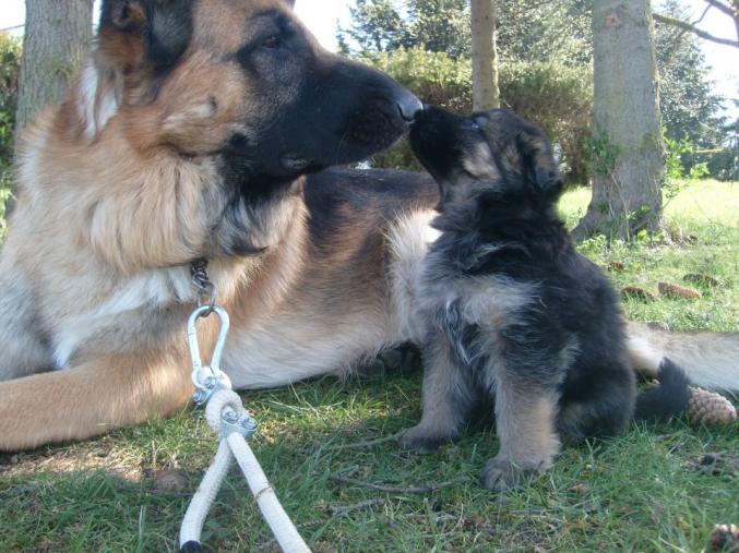 Chiot berger allemend 