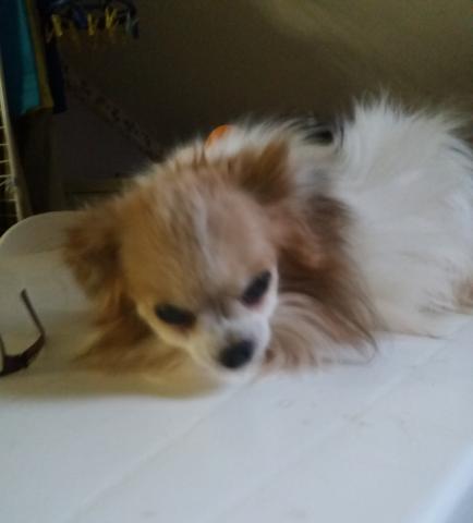 Donne chihuahua mâle