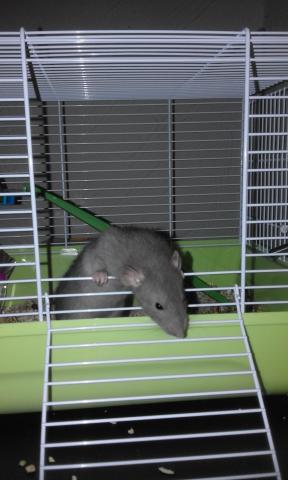 Donne bébé rat male gris